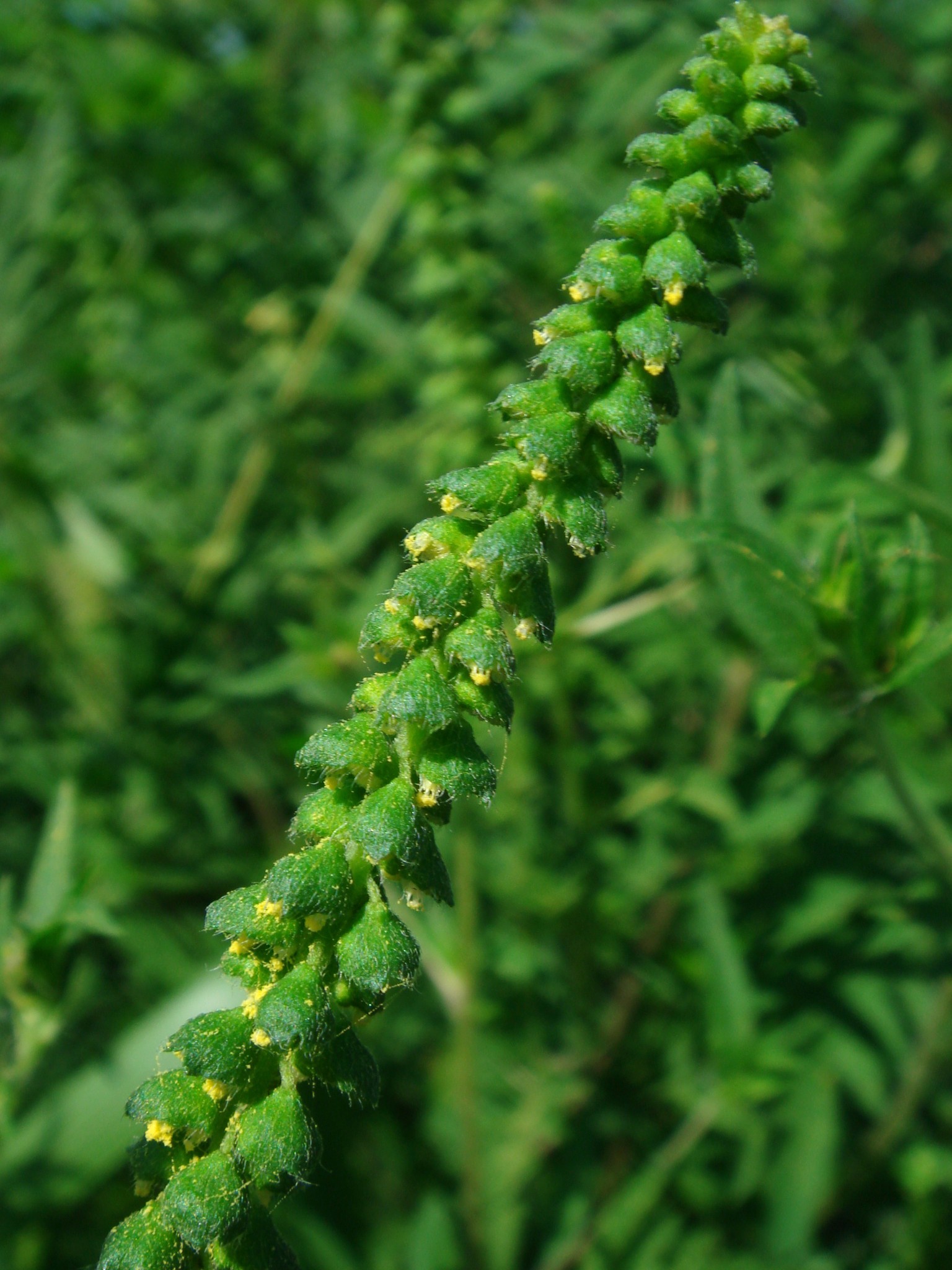 Ambrosia Artemisiifolia L 